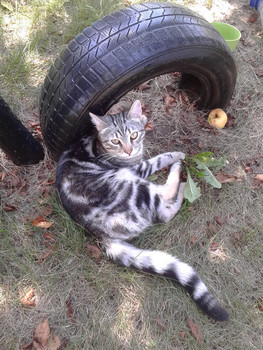 Зображення