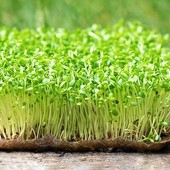 Семена микрозелени рукколы 10 г (Гарантия качества до 10.10.2026)