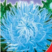 Астра Голубой вихрь.Нежный цвет! Цветы до 15 см в диаметре по 12-14 шт на кусте!