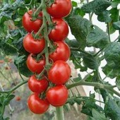 Томат черри красный