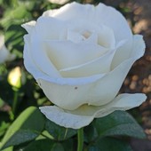 Троянда чайно-гібридна біла сорт Паскалє - лот 1 шт. саджанець