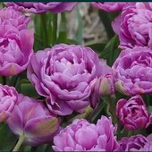 Тюльпан, махровый (погугаичий)