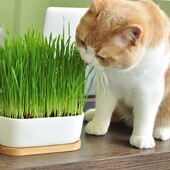 Трава для кошек.