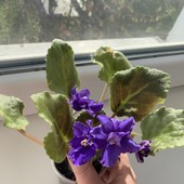 Фиалка в стаканчике с