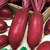 Насіння Буряка Опольський (3г)