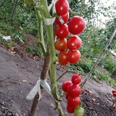 Идеальные томаты "мечта огородника" после них других сажать не хочется 50 семян Рекомендую
