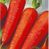 Семена моркови Шантане Роял. Хорошо хранится. Урожайная.