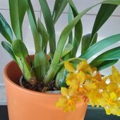 Взрослая орхидея Камбрия. Цвет – сюрприз, этикетка утеряна.