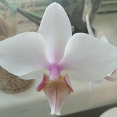 Детка сортовой орхидеи – фаленопсис «Lilac dawn» (сиреневый рассвет)
