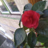 Махровый бальзамин Dark red rose