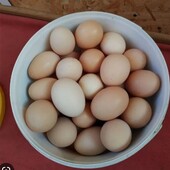 Яйця курячі 10 шт.