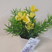 Растение декоративное,цветы в горшочке