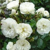 Роза бордюрная Грин Айс(Green Ice),високий кущик троянди,цвіте(фото 3-5)
