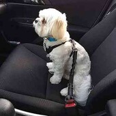 Автомобильный ремень безопасности для собак.
