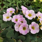 Oxalis Purpurea Multi spotted