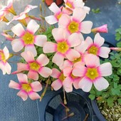 Oxalis fox fairy