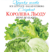 Айсберг Королева льоду. 500 насінин! Для цілорічного вирощування!