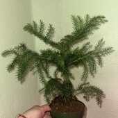 Араукарія, Araucaria Heterophylla.