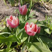 Луковички сортовых тюльпанов, 5 шт.