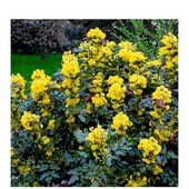 Магонія падуболистна, Mahonia aquifolium , Лот 1 кущ висотою 50+см(5років)