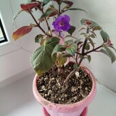Ахименес