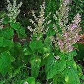 шавлія мускатна розсада 5шт