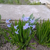 Гіацинт.