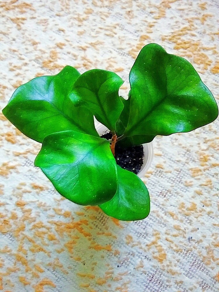 Фото №2