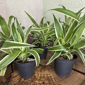 Хлорофітум Океан (Chlorophytum Ocean) Ø 5,5 см, h 12 см.