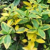 Барвінок варьегатный Blue and Gold , за блиц 3 шт.