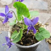 Фіалка запашна Viola odorata квітка, фиалка душистая
