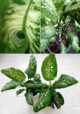 Фото №1