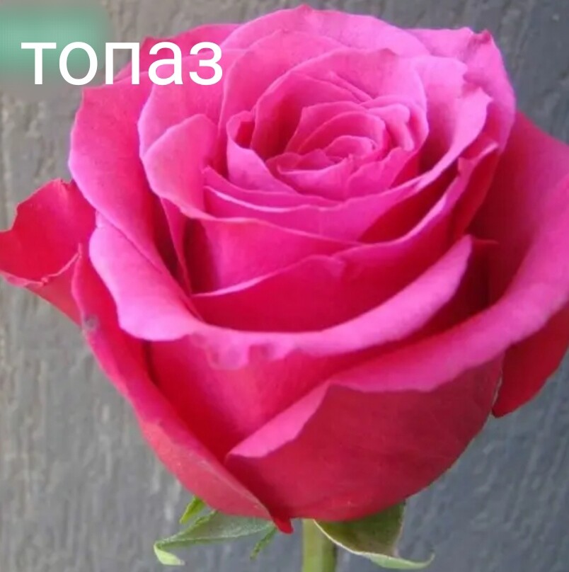Фото №1