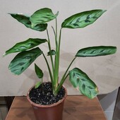 Калатея