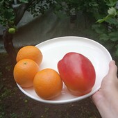Большая керамическая тарелка/ блюдо 27 см.