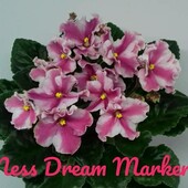 "Ness Dream Market"" --фіалка-химера вкорінений пасинок