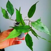 Фікус Бенджаміна Екзотика(Бенджаміна ‘Exotica’)