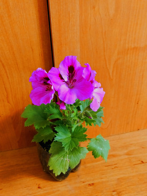 Фото №1