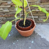 Филодендрон Malay Gold