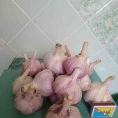 Продам чеснок домашний 