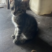 Кошенята в люблячу родину. Безкоштовно!