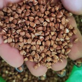 Крупи разом - гречка 1.345 кг + пшеничнка 2.845 кг