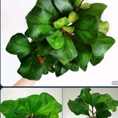 Фікус Грін Дрім (Кокетка)/ triangularis Green Dream.