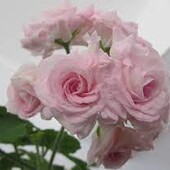 Пеларгонія Lady Gertruda