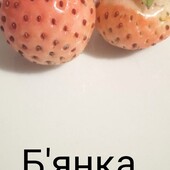Розсада полуниці Б'янка