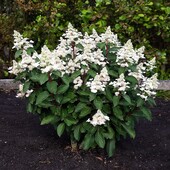 Гортензія волотиста Інфініті Hydrangea paniculata Infinity