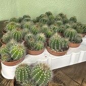 Нотокактус Варасі (Notocactus Warasii (group))