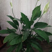 Велика Дітка крупнолистового спатіфіллума
