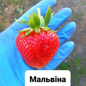 Полуниця Мальвіна, пізній сорт