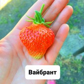 Полуниця Вайбрант, рання